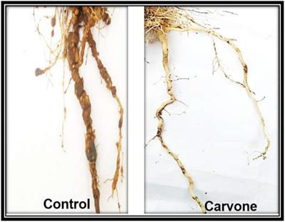 Resistance induction and <mark class="highlighted">nematicidal</mark> activity of certain monoterpenes against tomato root-knot caused by Meloidogyne incognita